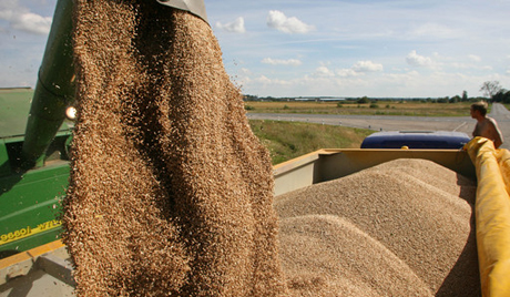 Serbia ndalon eksportet e grurit, misrit dhe miellit