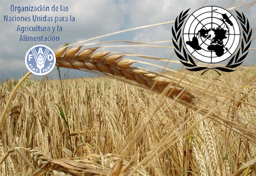 FAO: 2.3 miliardë njerëz përballen me pasiguri ushqimore