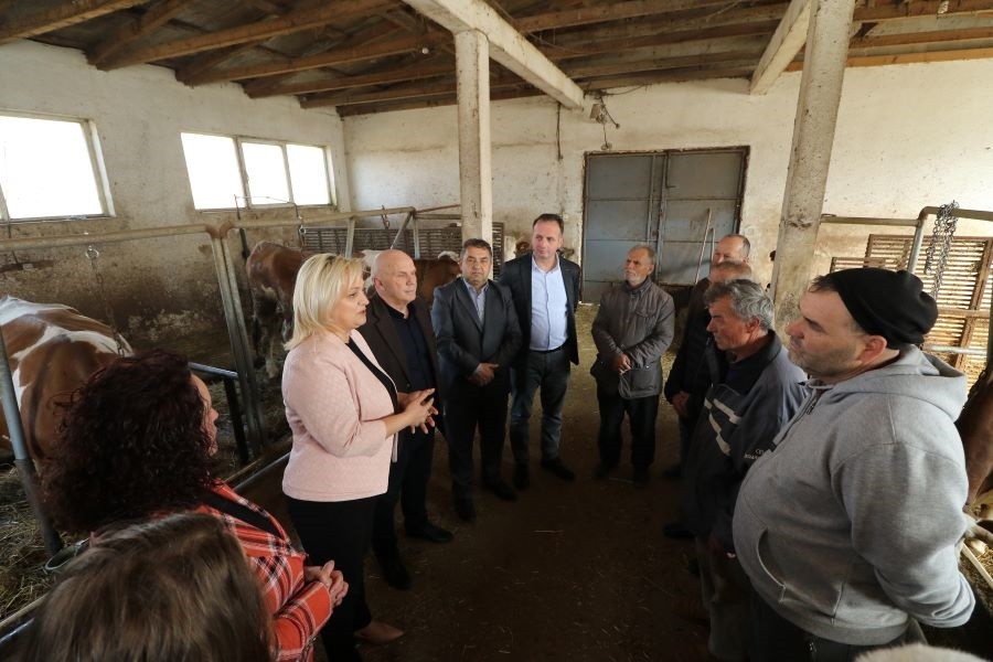 Komuna e Gjilanit shpërndan gjashtë gjedhe të racës simental për fermerët