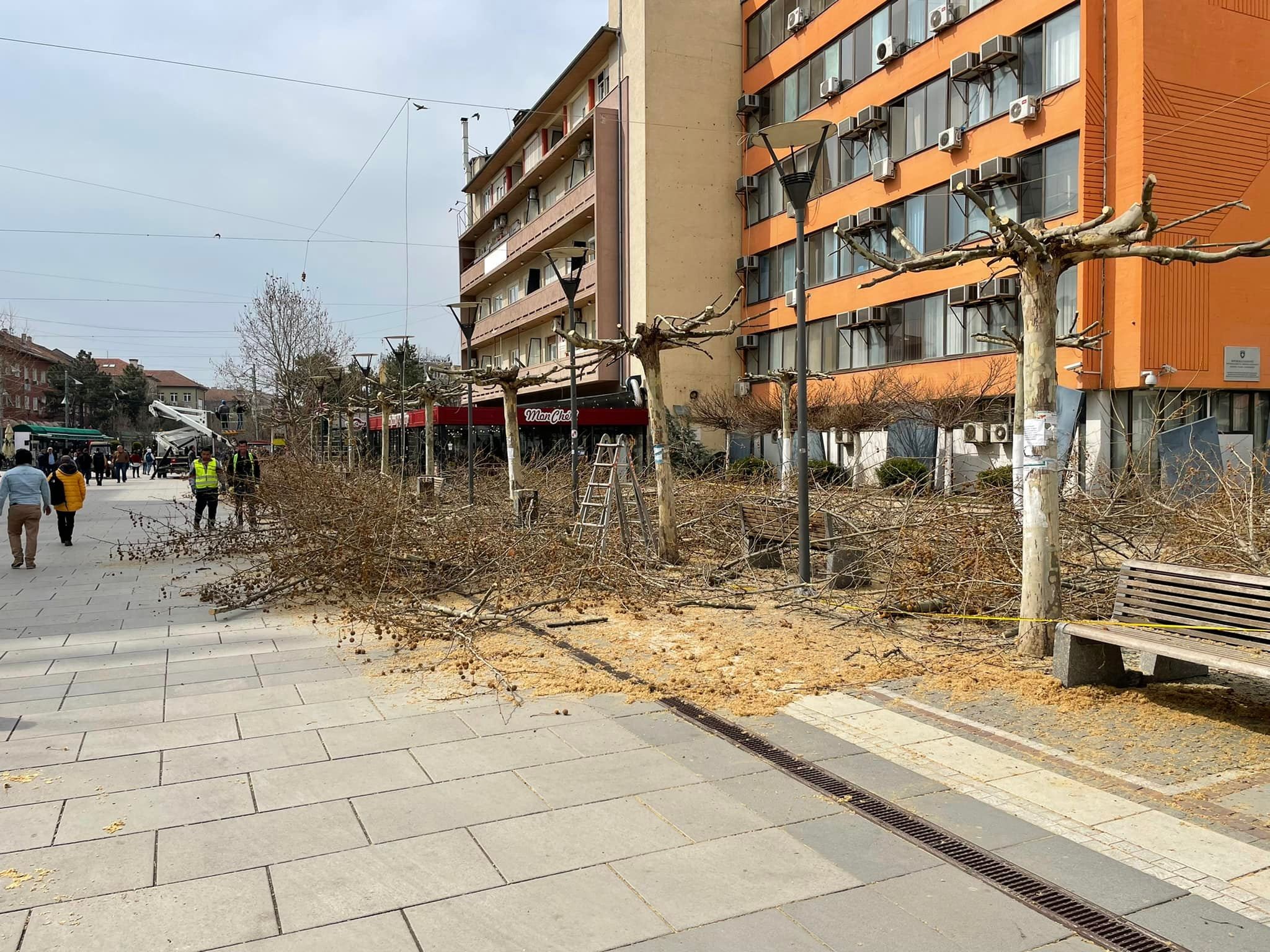Hortikultura krasit drunjët në qytetin e Prishtinës